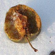 fugleæbler