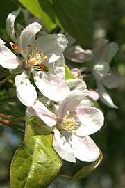 æbleblomster