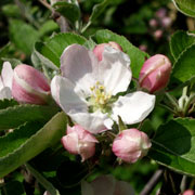 æbleblomst