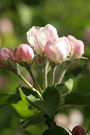 Æbleblomst