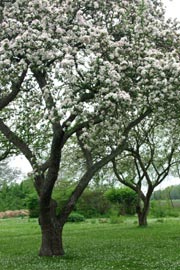 Æbletræer i blomst