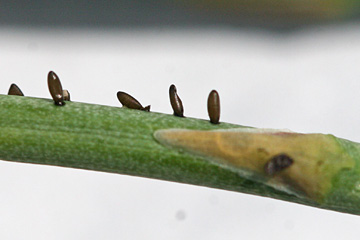 Aspargesbillen lægger sine æg på både skud, stængler, blade og knopper.