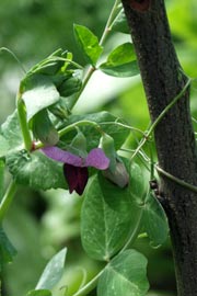 Ærter med lilla blomst