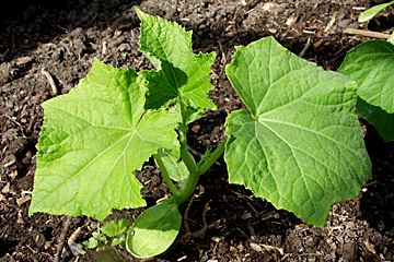 Agurkplante med 3 blade har en ideel størrelse til udplantning.