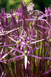 Allium Christophii