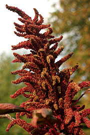 amaranth