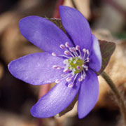 Blå anemone