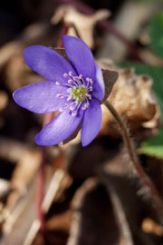 Blå anemone