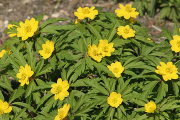 Anemone ranunculoides