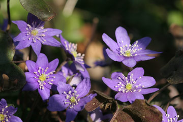 Blå anemone