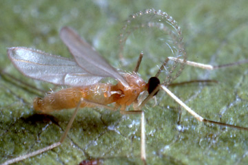 Aphidoletes aphidimyza