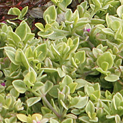 Aptenia cordifolia