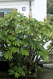 Fatsia japonica, Japansk aralia, trives fint i Gudhjem