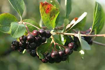 Sort surbær er også kendt som aronia.