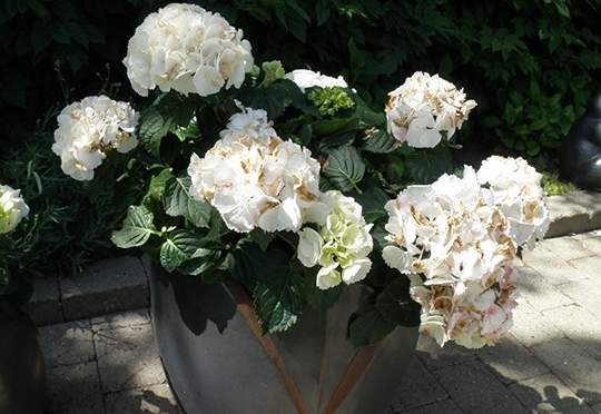 Hortensia med blomster