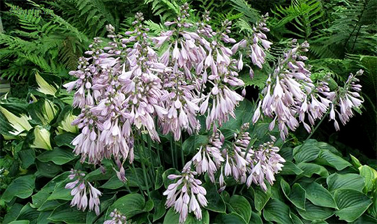 hosta