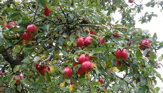 tætsiddende æbler på gammelt træ