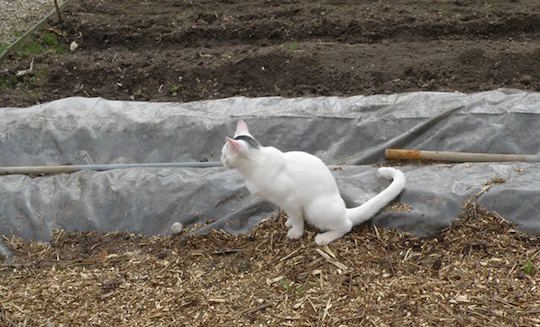 Håbefuld Odds Memo Havenyt.dk - Sådan undgår du at kattene bruger din have som toilet