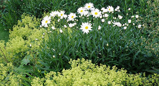 Marguerit og løvefod