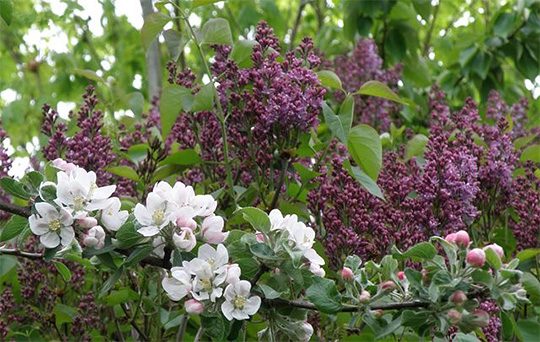 Syrener og blomstrende æbletræer.