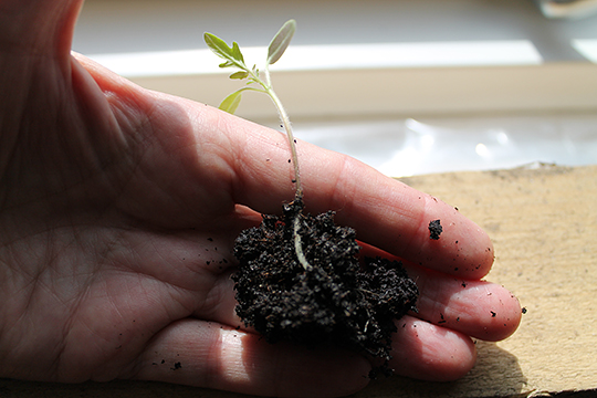 Prikling af tomatplante