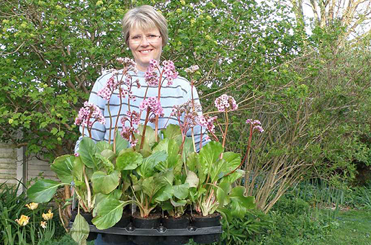 - Gør krukkerne klar til at plante