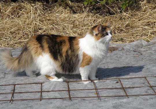 Håbefuld Odds Memo Havenyt.dk - Sådan undgår du at kattene bruger din have som toilet