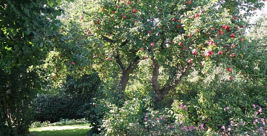 gammelt æbletræ