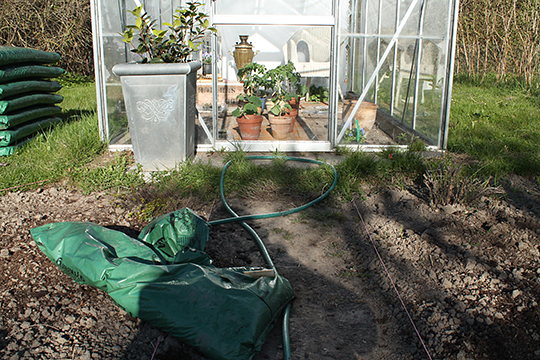 Tomater på dagophold i drivhus