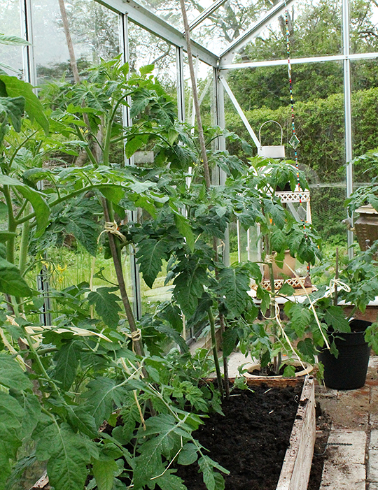 Frodige tomatplanter