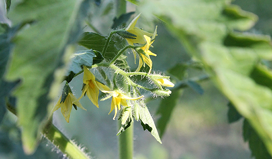 Tomat blomst