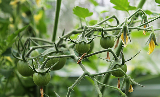 De første små grønne tomater