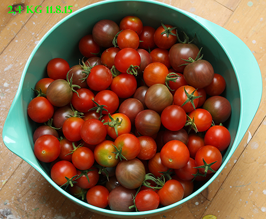 Kilovis af tomater