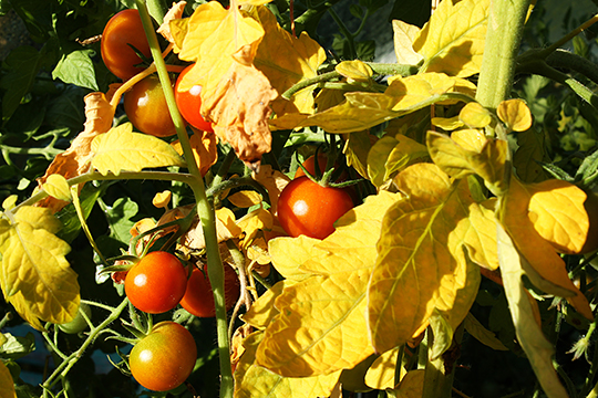 Tomater i efteråret
