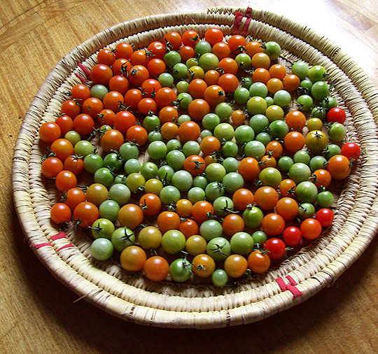 Sidste tomater røde og grønne