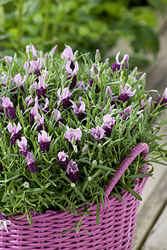 Lavandula stoechas