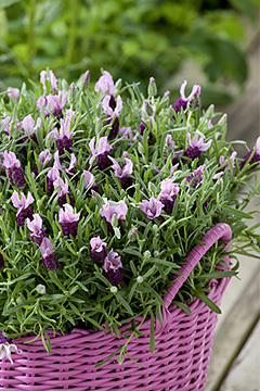 Lavandula stoechas