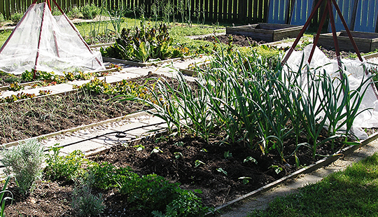 Tipi med bionet holder rådyr væk fra planter