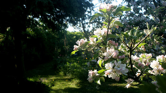 Æbleblomster