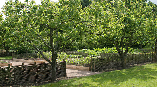 Æbletræer på Frederiksdal