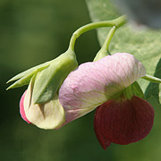 Tofarvede ærteblomster