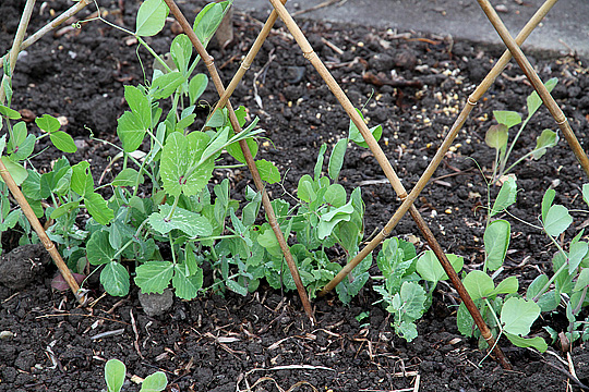 Espalier til ærter af bambus