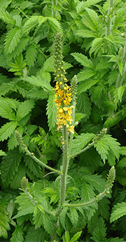 Agrimonia eupatoria