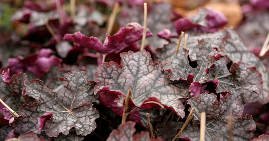 Heuchera ‘Velvet Nights’