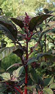 Amaranth