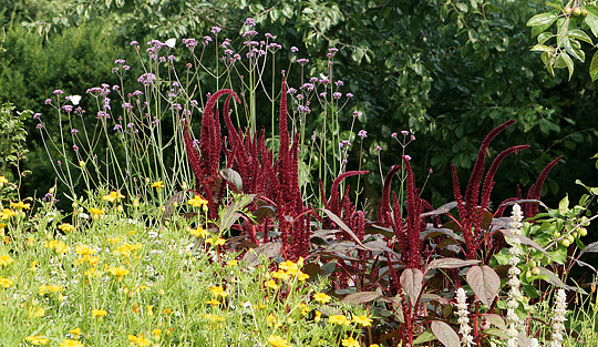 Amaranthus