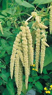 Amaranthus caudatus var. albiflorus