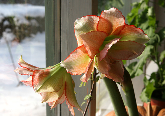 Amaryllis i vindueskarmen