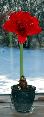 Amaryllis i vindueskarm