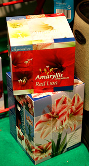Fristende æsker med amaryllis